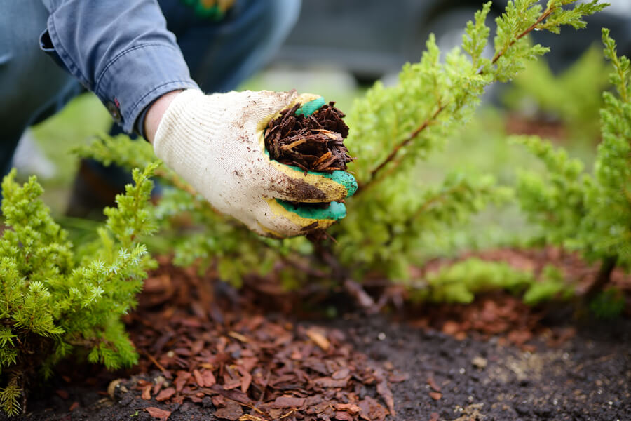 Píniová kôra dekoračná aplikácia